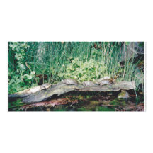 Turtles in a row photo card