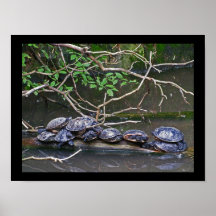 Turtles Pile Up Posters