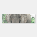 Tusked Elephant  Bumper Sticker