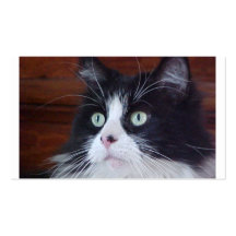 Tuxedo Cat Business Card Template