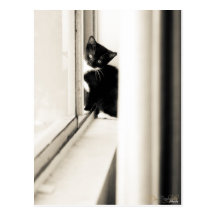 Tuxedo Kitten Postcard