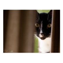 Tuxedo Peek-a-Boo Postcard