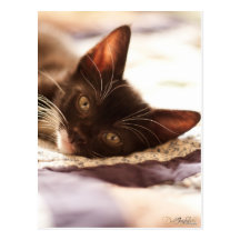 Tuxedo Sun Nap Postcard