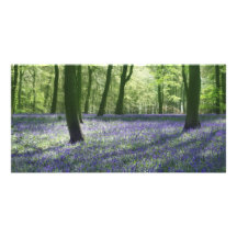 Twilight in Bluebell Woods Customized Photo Card