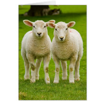 twin lambs greeting card
