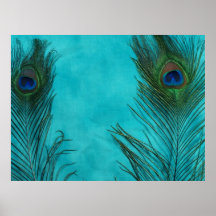 Two Aqua Peacock Feathers Posters