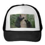 two bears in a tree hats
