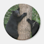 two bears in a tree refrigerator magnets