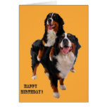 Two bernese birthday greeting card