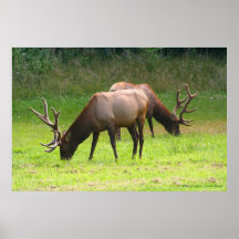 Two Bull Elk Posters