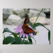 Two Butterflies Print