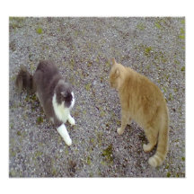 Two Cats Photo