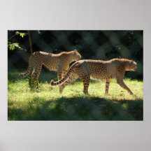 Two Cheetahs Poster