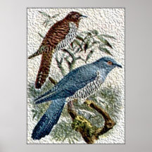 Two Coloured Cuckoo Birds in Textured Print