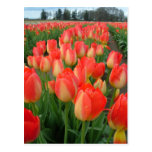 two coloured tulip Postcard