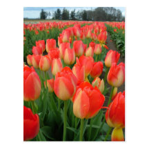 two coloured tulip Postcard