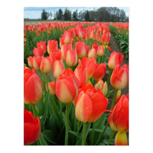 two coloured tulip Postcard