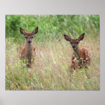 Two curious fawns. posters