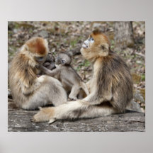 Two female Golden Monkeys with newborns Print