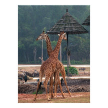 Two giraffes comforting each other in a zoo personalized announcements