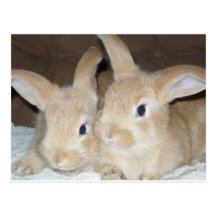 Two Golden Bunnies Post Card