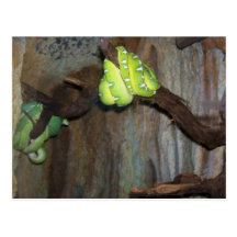 Two Green Snakes Postcards