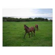 Two Horses Personalized Announcements