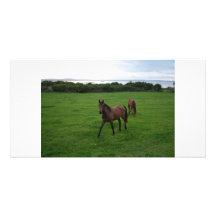 Two Horses Personalized Photo Card
