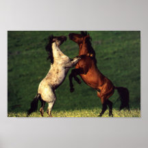 Two Horses Poster