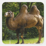 Two Humped Camel Stickers