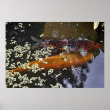 Two Koi in Pond Poster
