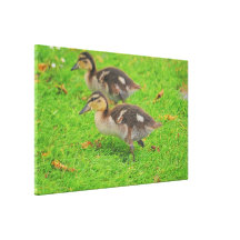 Two Little Ducklings Kids Room Art Canvas Stretched Canvas Prints