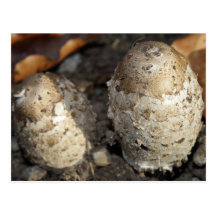 Two Mushrooms Postcard