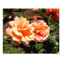 Two Orange Roses Photographic Print