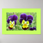 Two Pansies, One Hitchhiker Posters