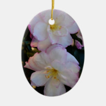 Two Pink Tipped Camellias-067  Ornament
