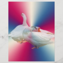 two playful happy geese in colour background full color flyer