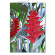 Two Red Heliconia Greeting Card