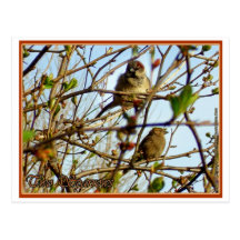 Two Sparrows postcard