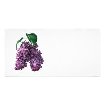 Two-Toned Lilacs Customized Photo Card