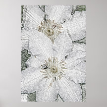 Two white clematis flowers canvas print