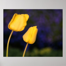 Two Yellow Tuilps Posters