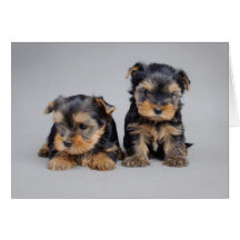 Two Yorkies greeting card