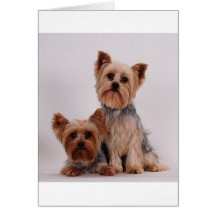 Two Yorkies Greeting Card
