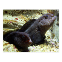 Two Young Wolf Eels Postcard