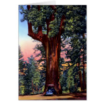 Ukiah California Chandelier Tree Redwood Drive Thr Card