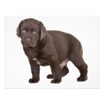 Ultra Cute Six Week Old Chocolate Labrad Custom Announcements