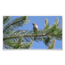 Umatilla National Forest  Fauna Birds Aves Animals Photo Print