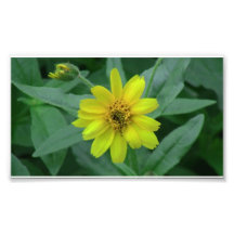 Umatilla Oregon Flora Flowers Plants Botany Photo