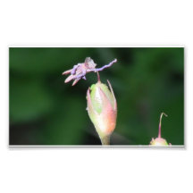 Umatilla Oregon Flora Flowers Plants Botany Photo Art
